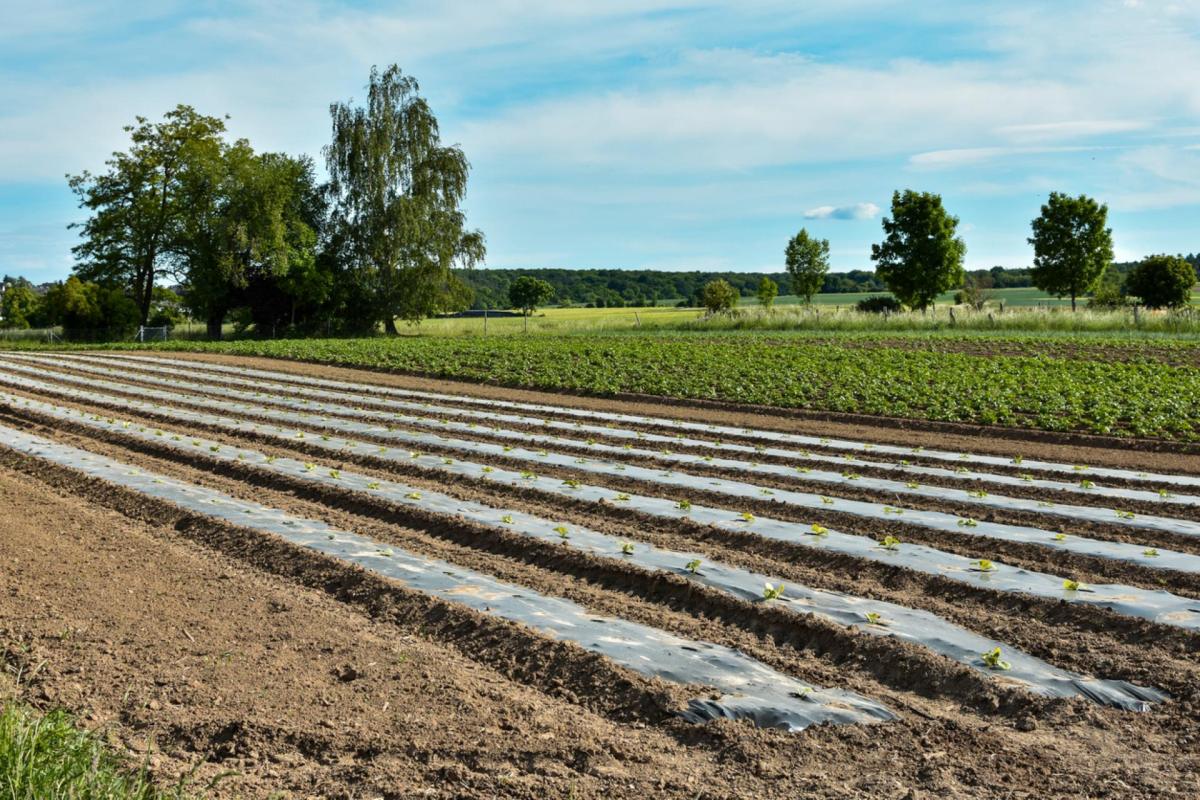 The presence of these contaminants in soil and crops raises red flags about the safety of our food supply.