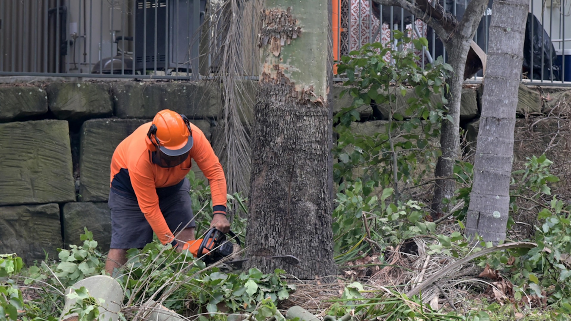 "You can easily walk away with $15k in damage plus the cost of the tree removal."