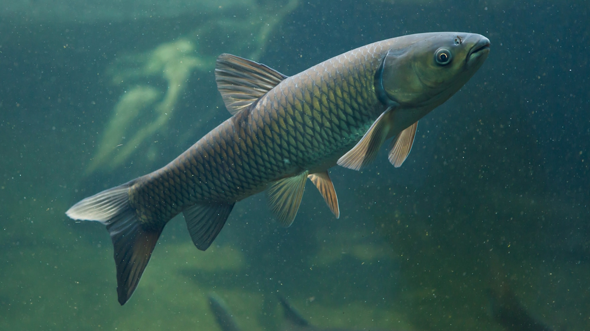 Commercial fishing is "the most practical method to reduce the abundance of invasive carp."