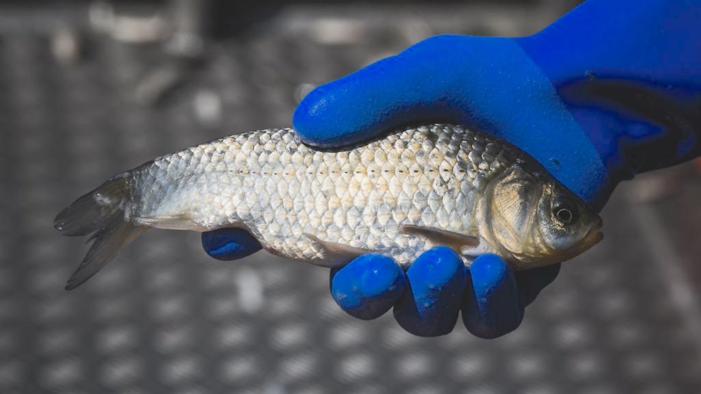 Practically anywhere you go in the United States, there is an invasive fish species that needs eating.