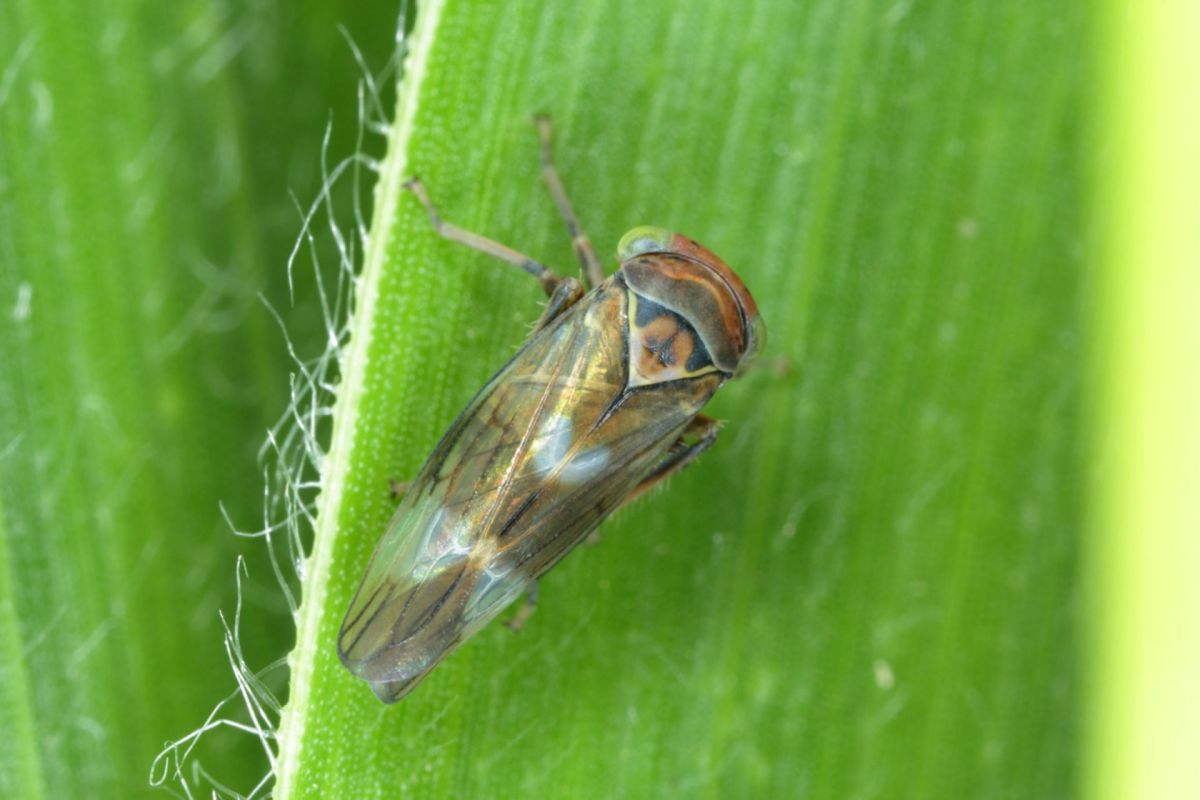 "Many are going to reduce their hectares of corn to zero."