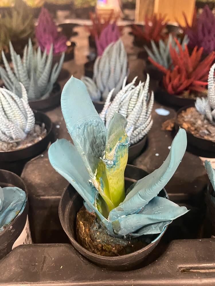 "We need better plant education."