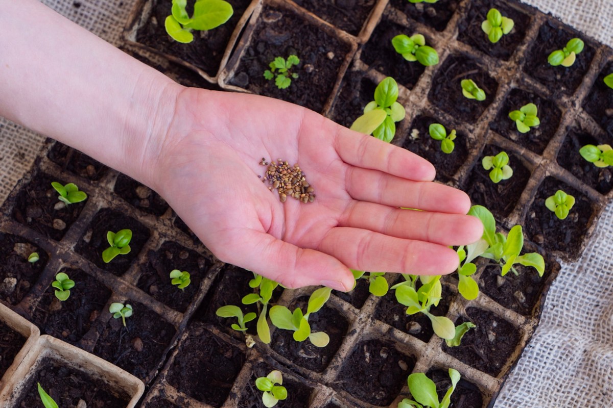 "There will always be weeds or invasive seeds that either already exist in your seedbank, blow in from neighboring yards, etc."