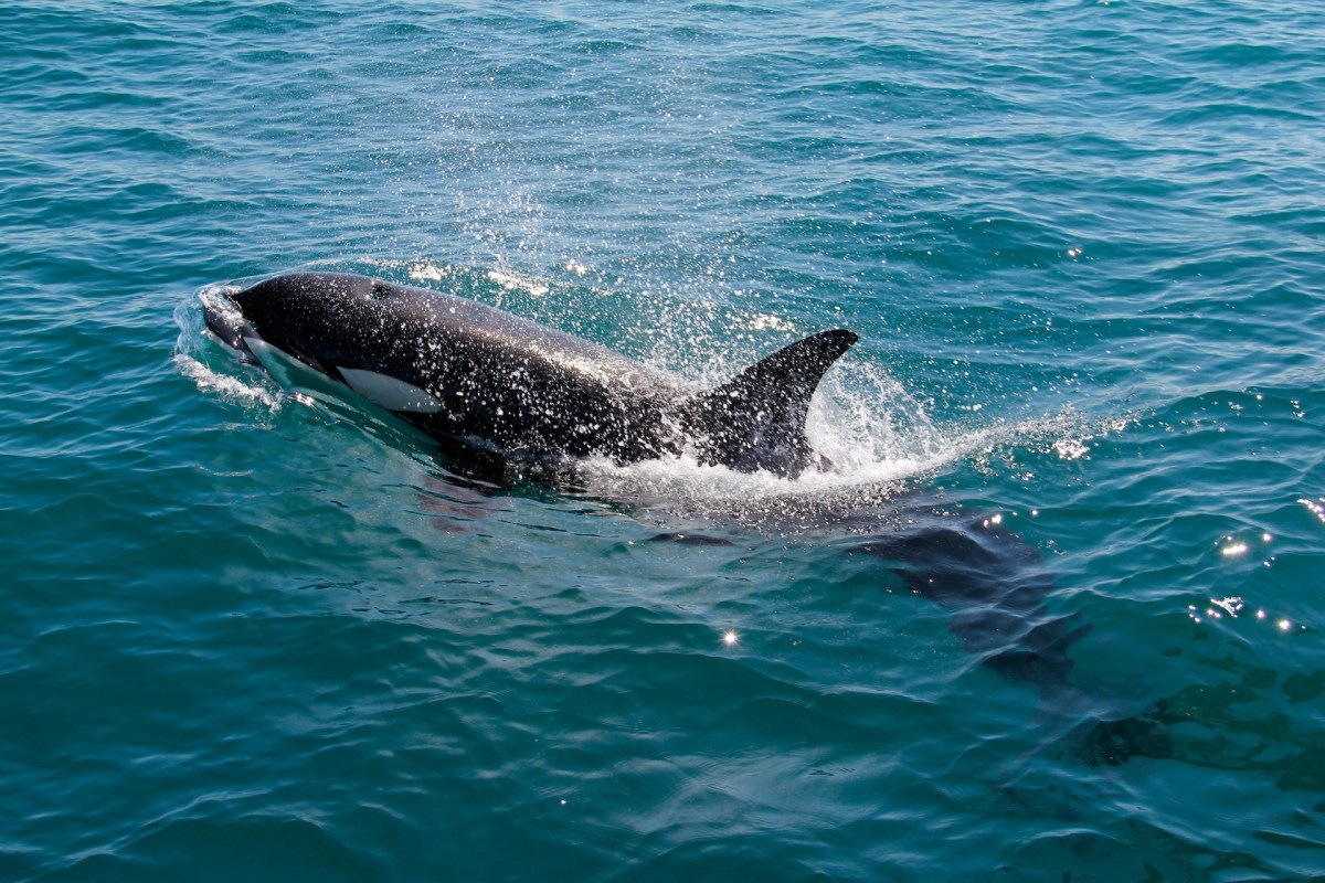 "For him to jump into the water deliberately and swim up to the orca [and] to make sure that it was filmed … it defies belief."