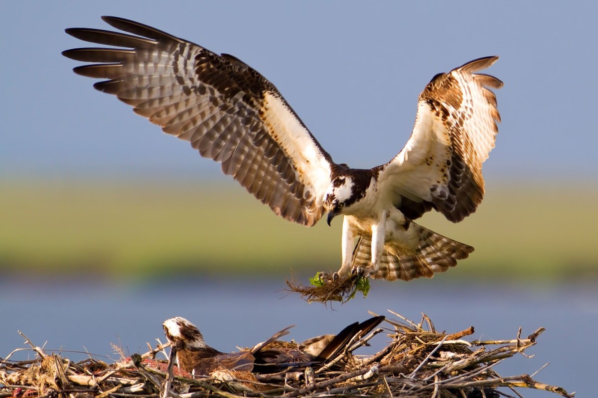 "A milestone in the history of wildlife conservation."