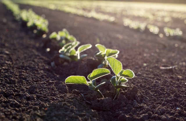 The team believes that its findings could help scientists modify staple crops like tomatoes, potatoes, wheat, and rice to develop extra, denser roots.