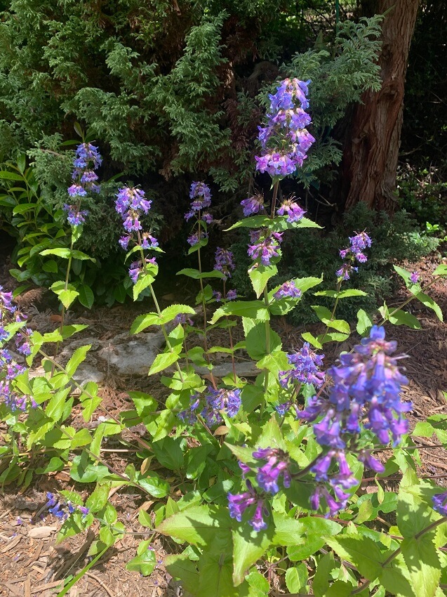 Beyond creating a beautiful space, cultivating native plants creates food and shelter for local wildlife.