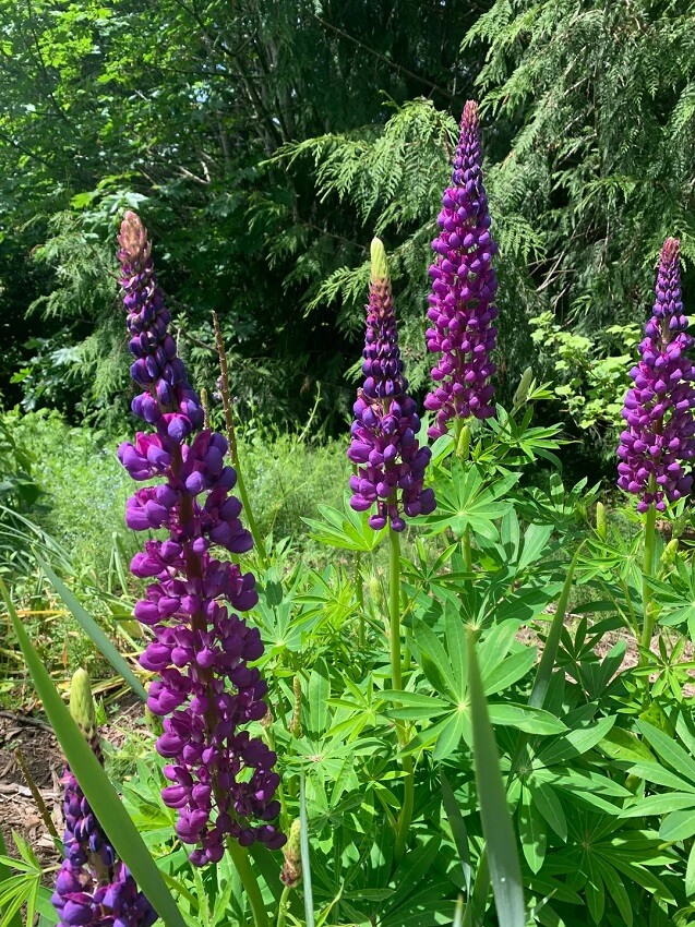 Beyond creating a beautiful space, cultivating native plants creates food and shelter for local wildlife.