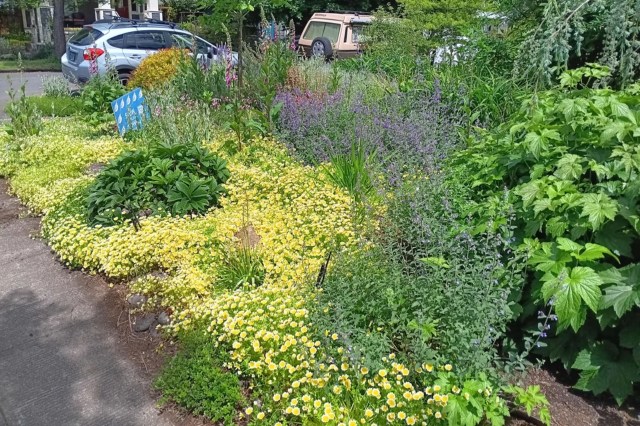 This is a great example of how you can replace a lawn of traditional grass with native plants without having your yard look overgrown.