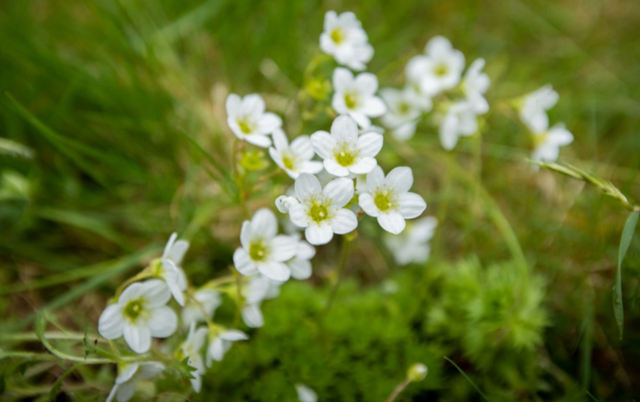 "The rosy saxifrage is about as a native as you can get in the UK."