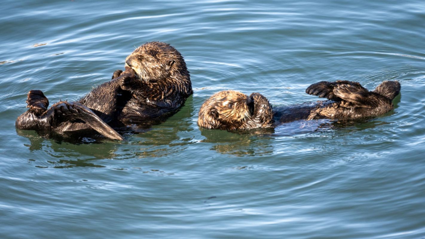 "What we’re suggesting is that this behavior really allowed them to continue living on despite not having their preferred prey."