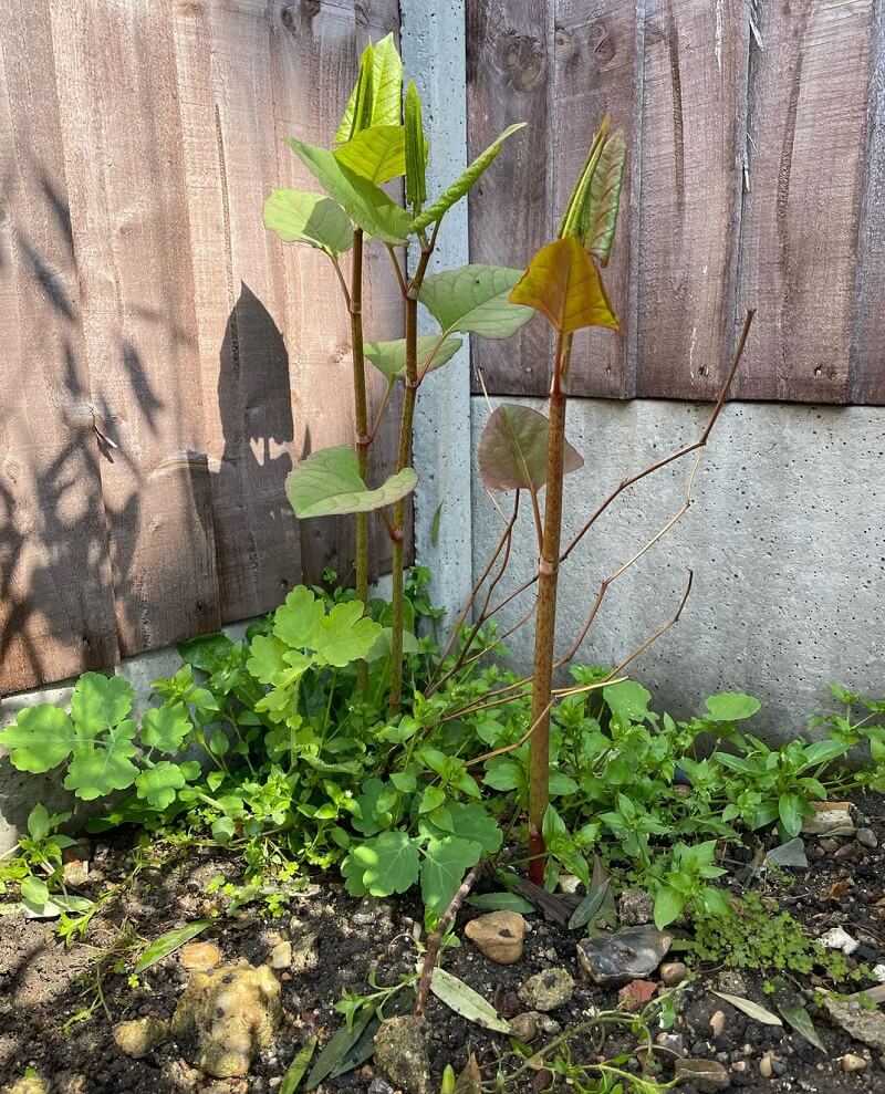 "If it's in your neighbor's yard, it will come back to your yard."