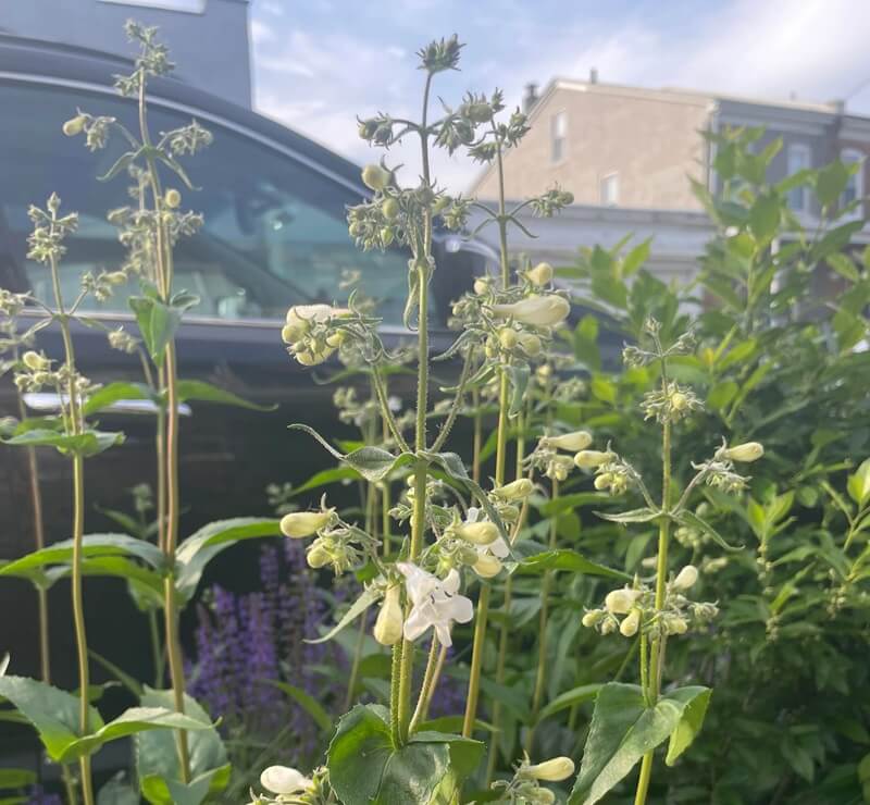 Growing native plants on your property can benefit you, your family, and your neighborhood — no matter where you live.