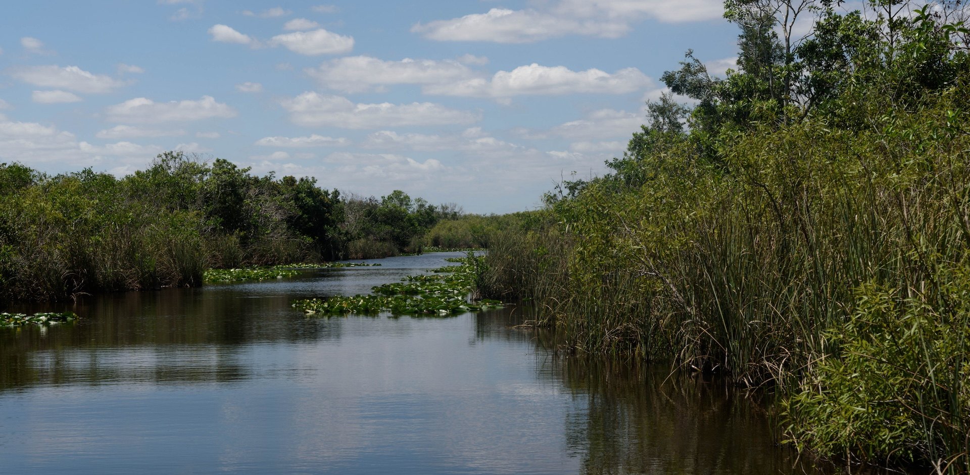 While this may sound like a pretty outside-the-box strategy for dealing with an invasive species, extreme measures are needed.