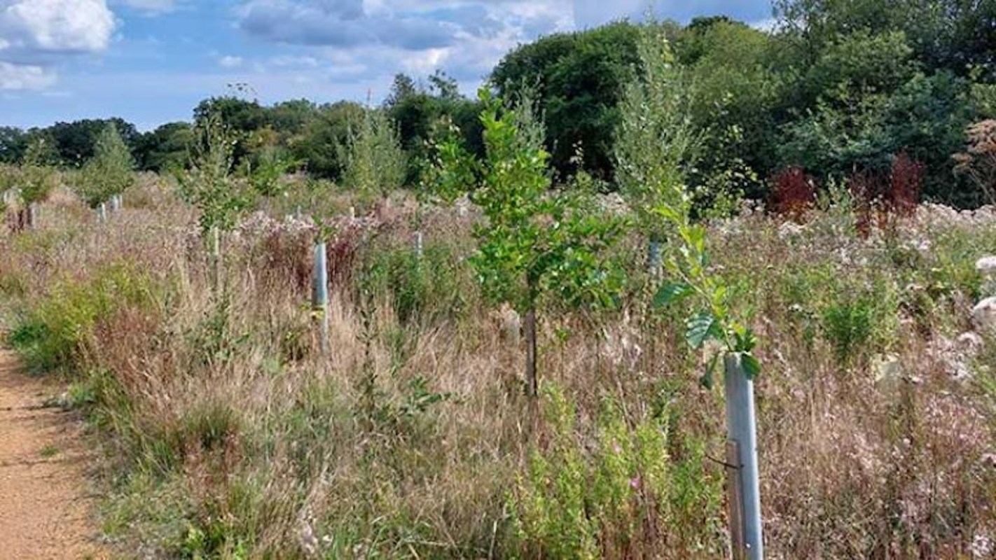 Over the past four years, an impressive 140,000 trees have been planted in the area.