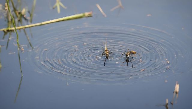 "If a neighborhood really acts together, they can really diminish the number of breeding places."