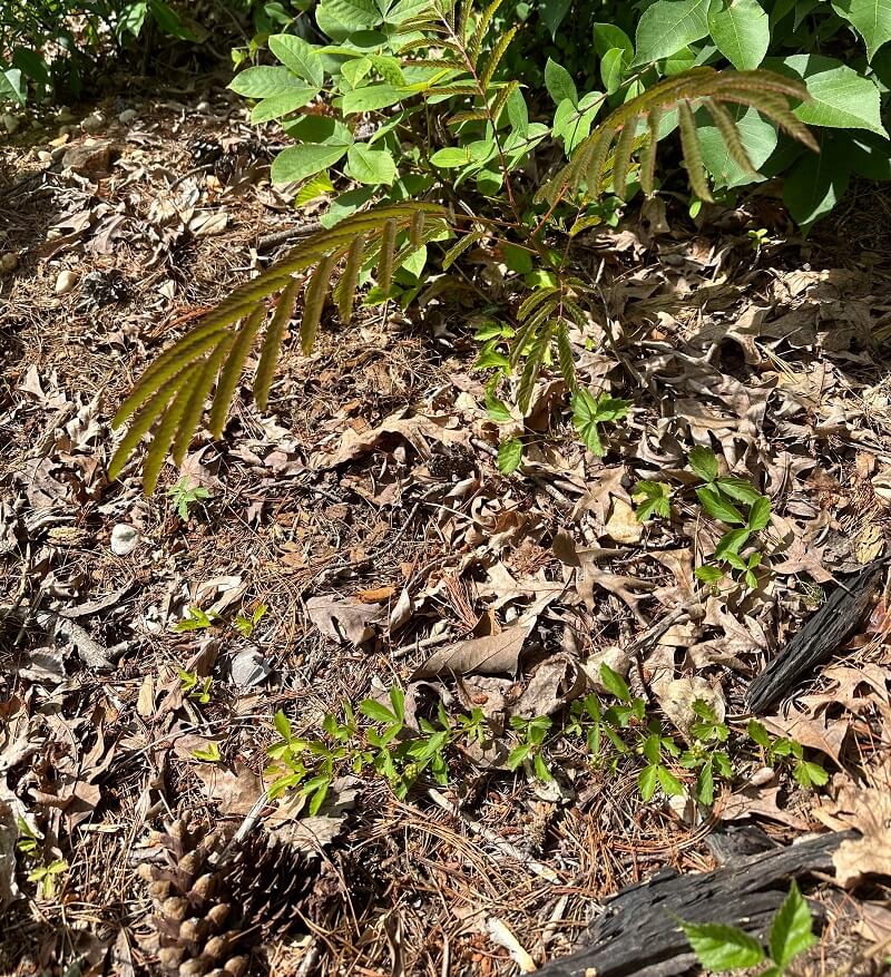 "My mom used to call the one in our yard the 'garbage tree' and treated it like a weed."