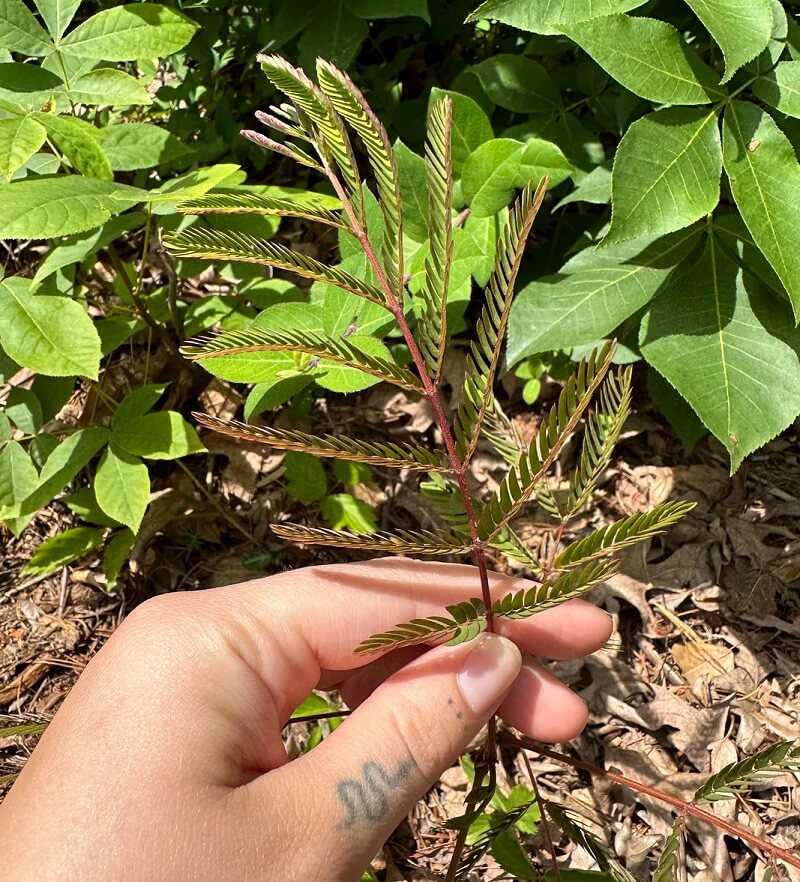 "My mom used to call the one in our yard the 'garbage tree' and treated it like a weed."