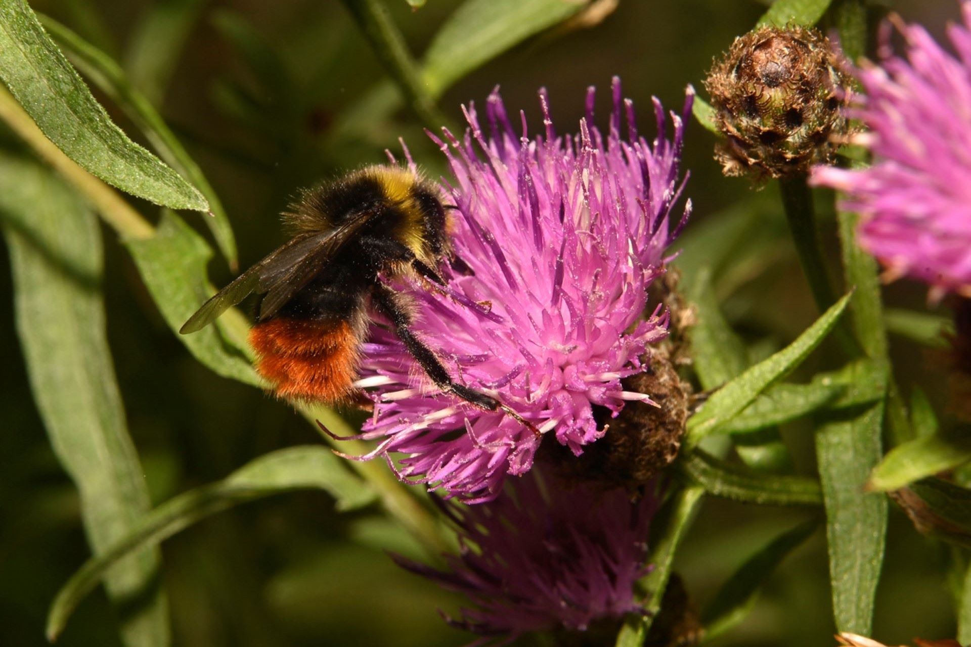 Bilberry bumblebees are included in Natural England's Species Recovery Programme because of their "serious decline."