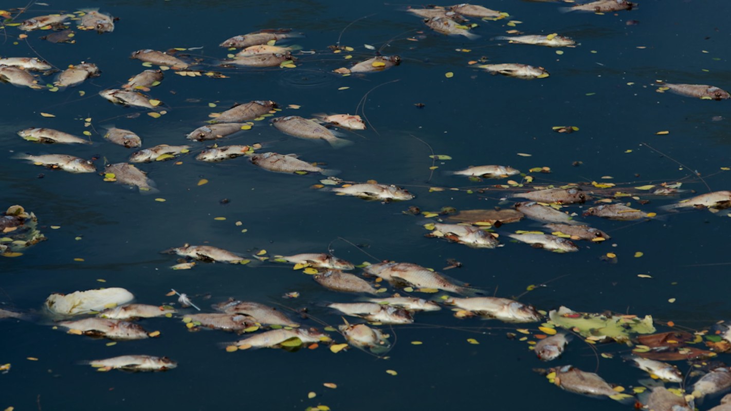 "It's kind of remarkable that clean water can kill fish."
