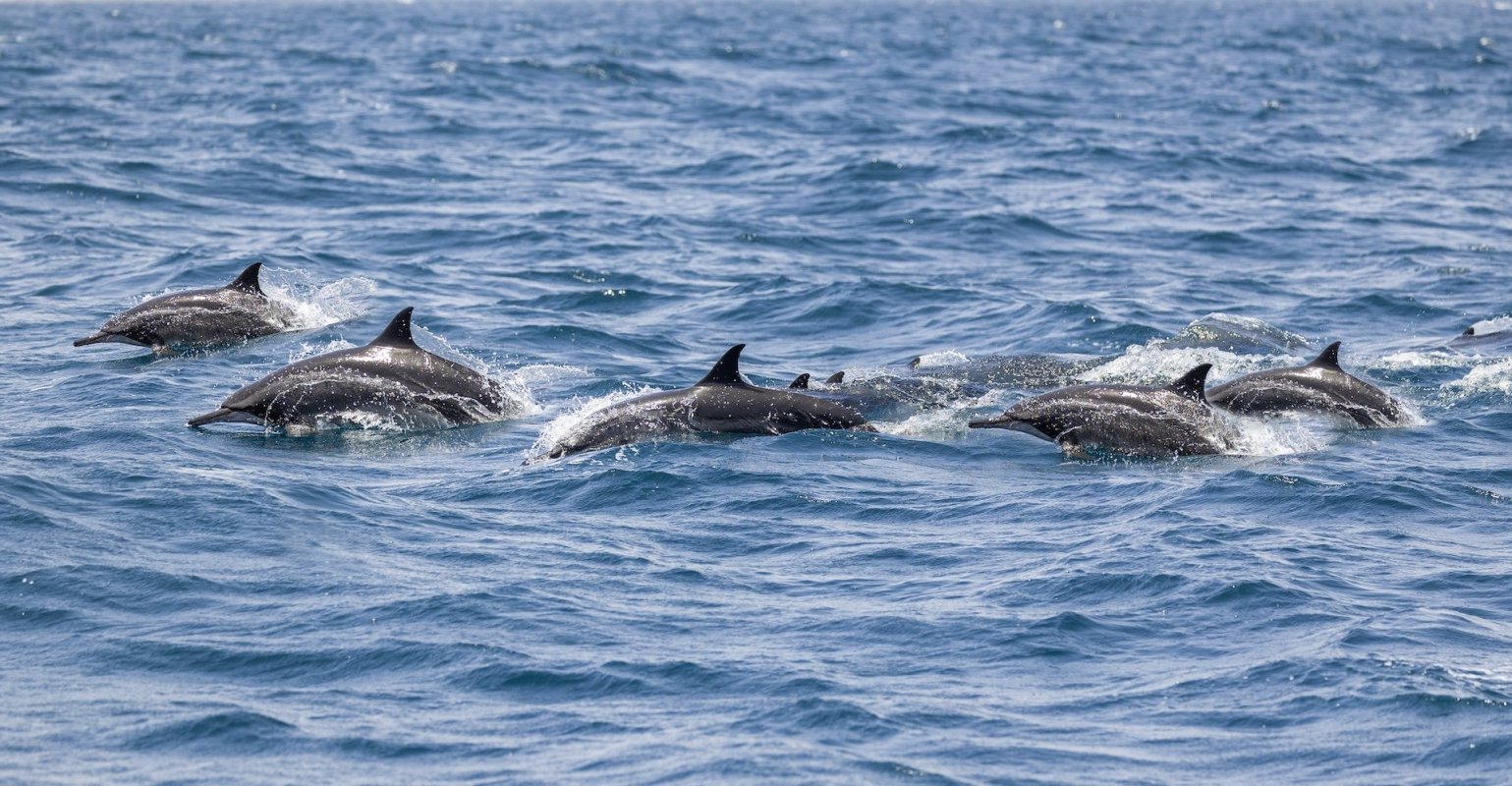 "This stranding response was a tremendous effort for our staff, volunteers, and partners over multiple days."