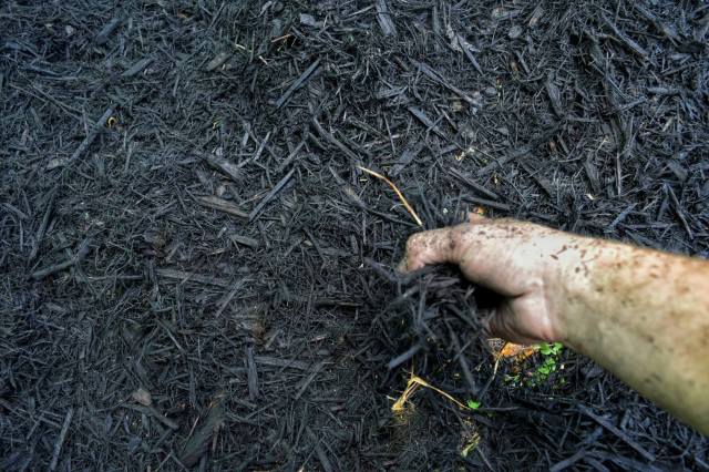 "Dyed mulch is one of the greatest horticultural atrocities known to man."