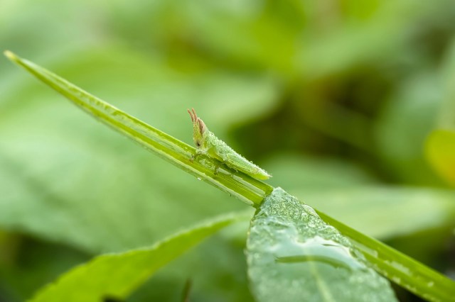 "They will eat every last piece of vegetation in your garden if a big enough swarm comes."