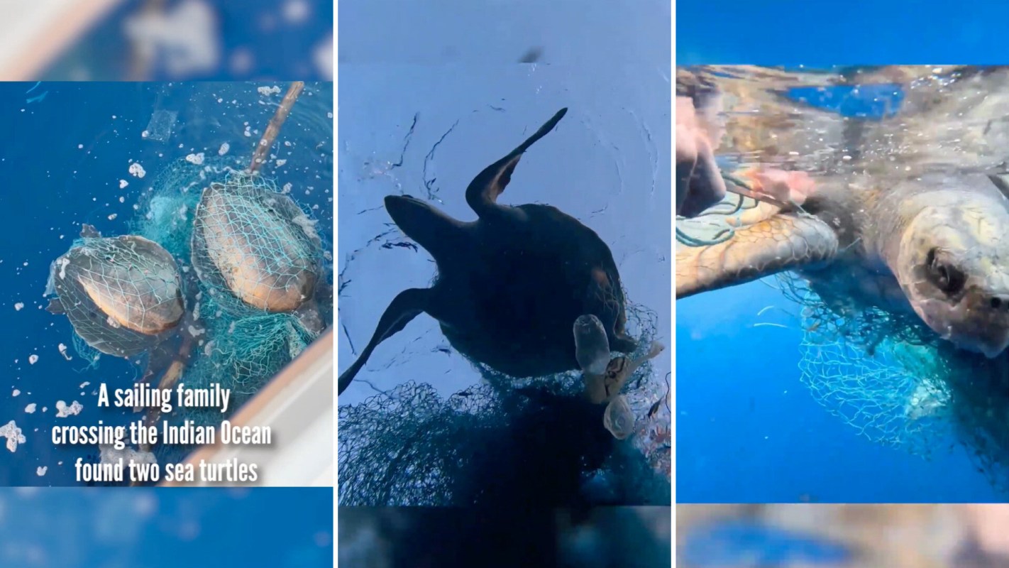 "We were just in the right place at the right time to free these beautiful creatures."