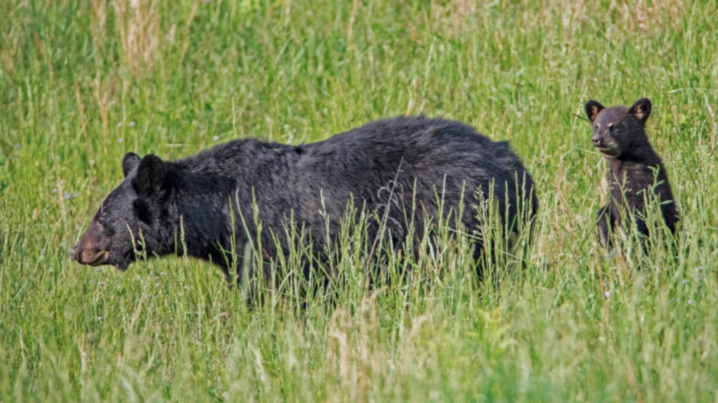 "Thanks to our officers who put wildlife health and safety first."