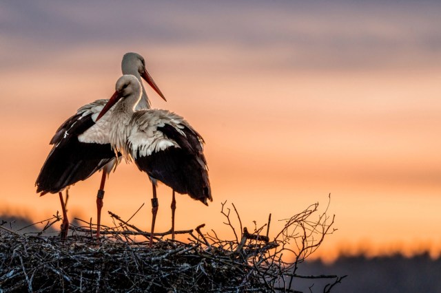 "Their return will not only be about returning a species once lost, but also a poetic reminder of the bond between humanity and the natural world."