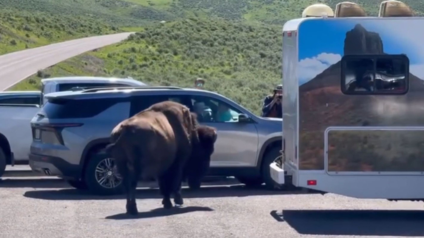 "It is always amazing more people are not injured by bison in Yellowstone."