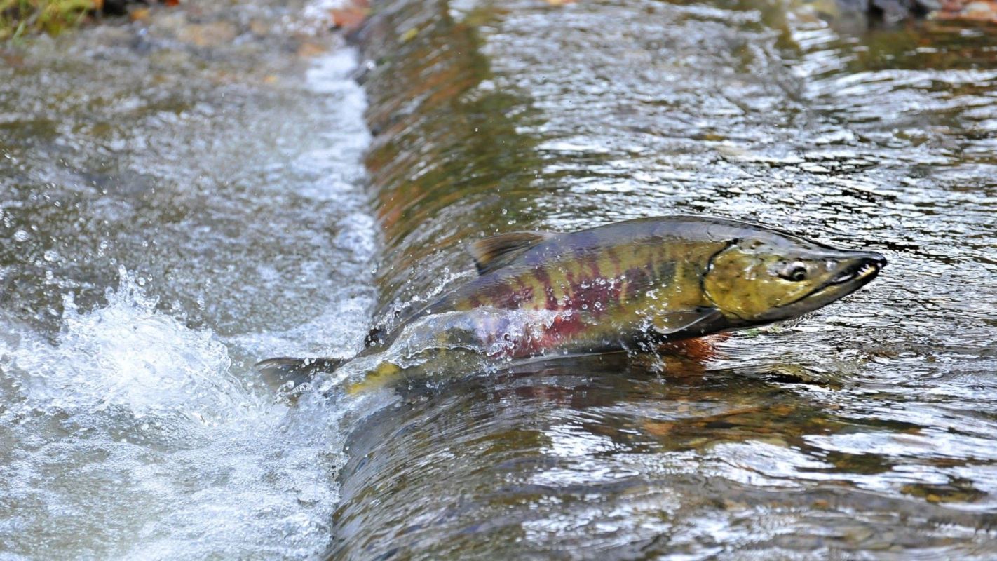 "If they don't align in terms of having open, ice-free water, salmon don't turn that corner."