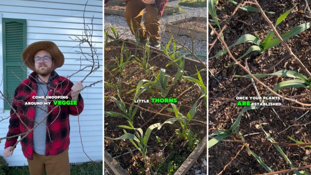 "I might try this to protect my new azalea on the property line."