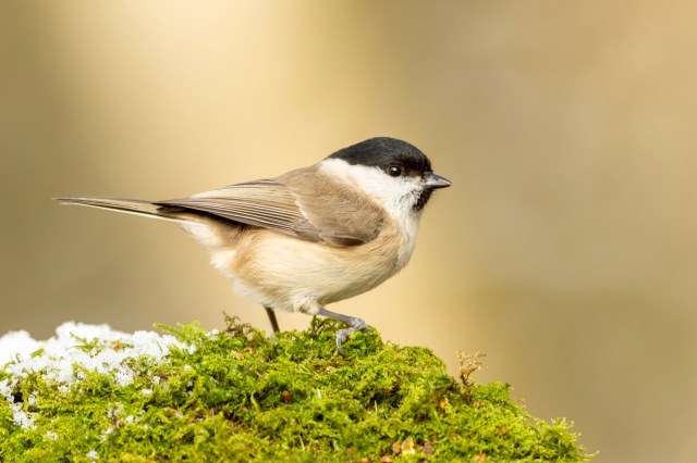 "We will create new ponds for dragonflies and amphibians whilst also planting trees to encourage a greater diversity of species and create habitat for woodland wildlife."