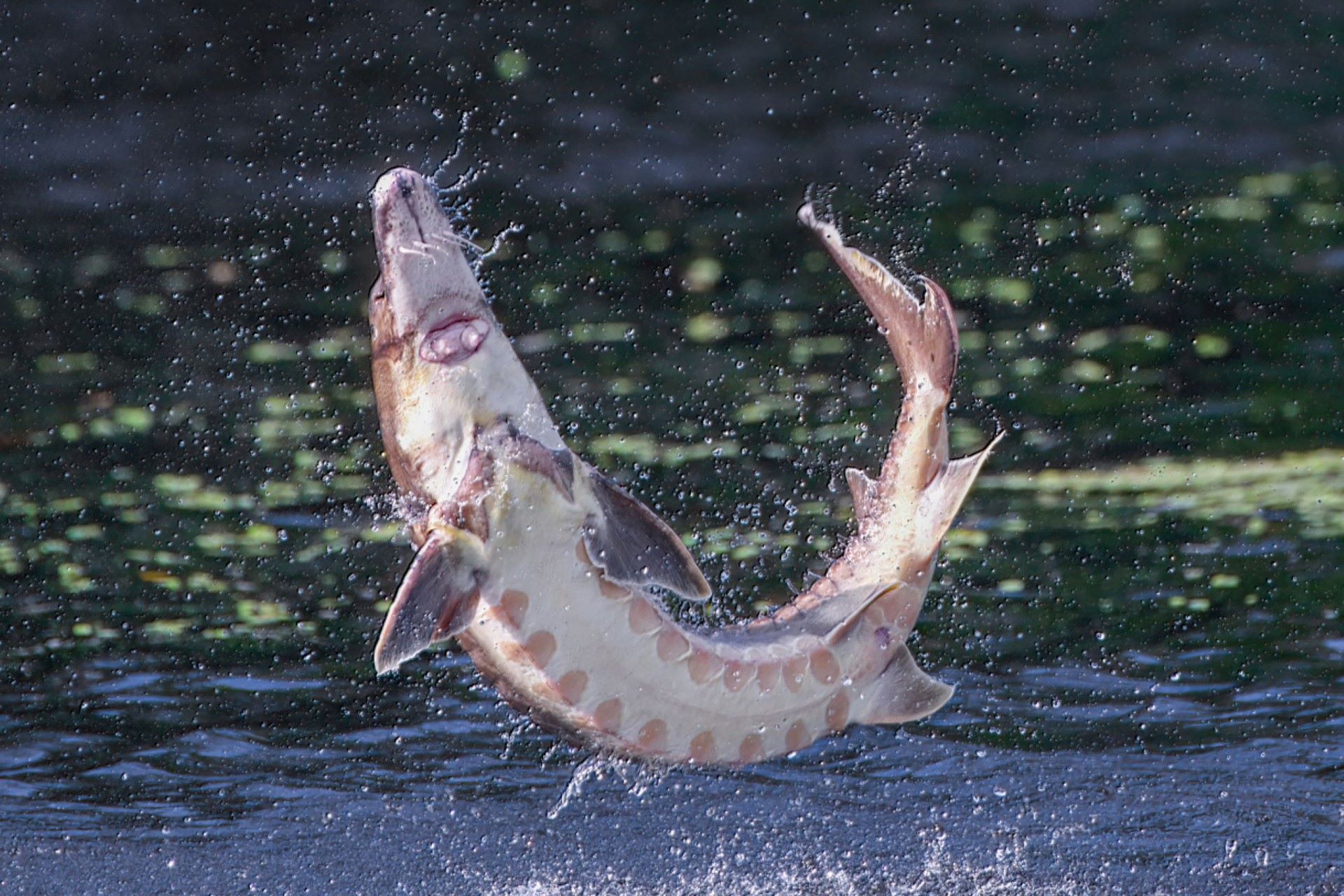 "It will be exciting to see how the sturgeons affect life in the river."