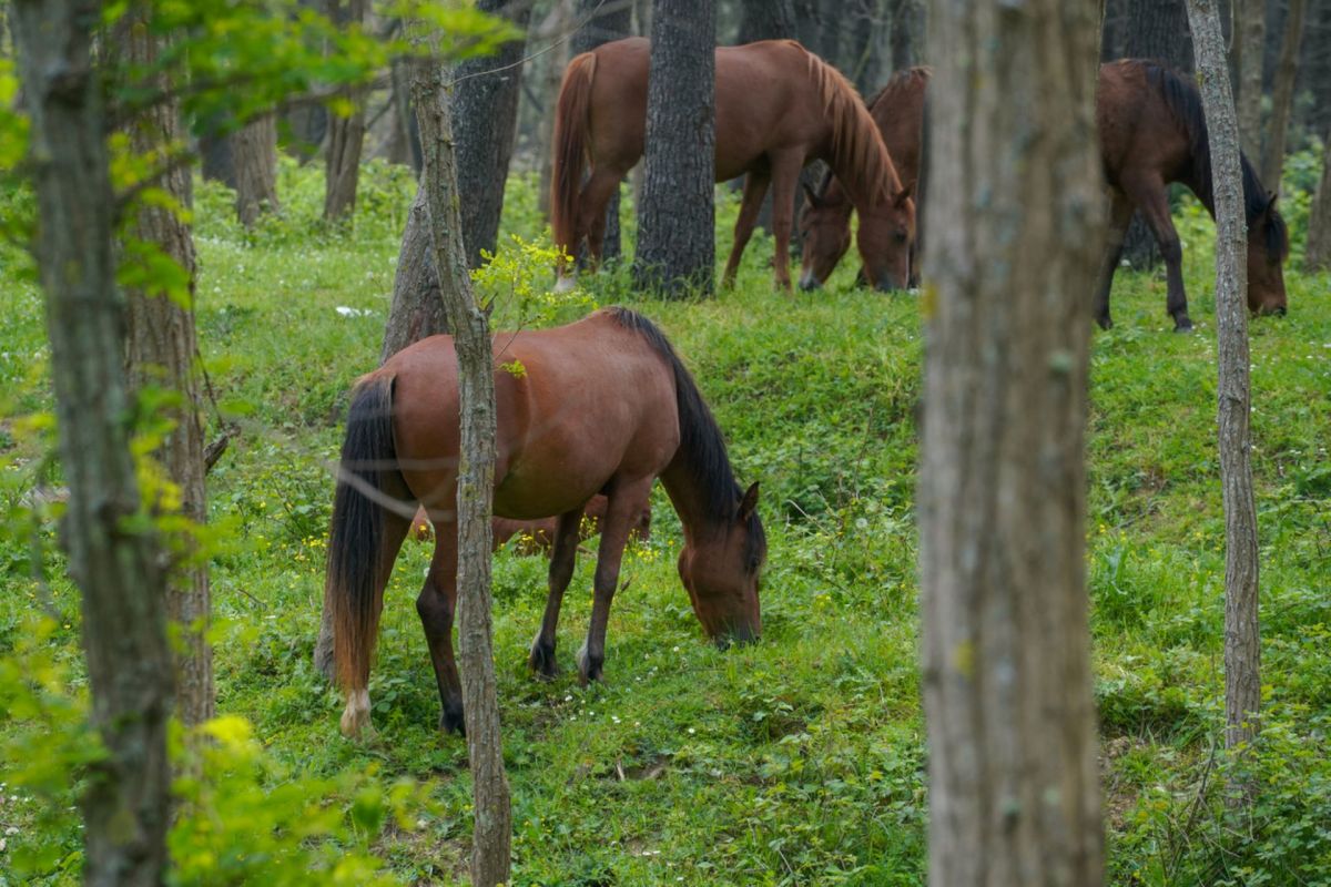 "Keeping wild horses in captivity is like keeping the fire department in jail during fire season."