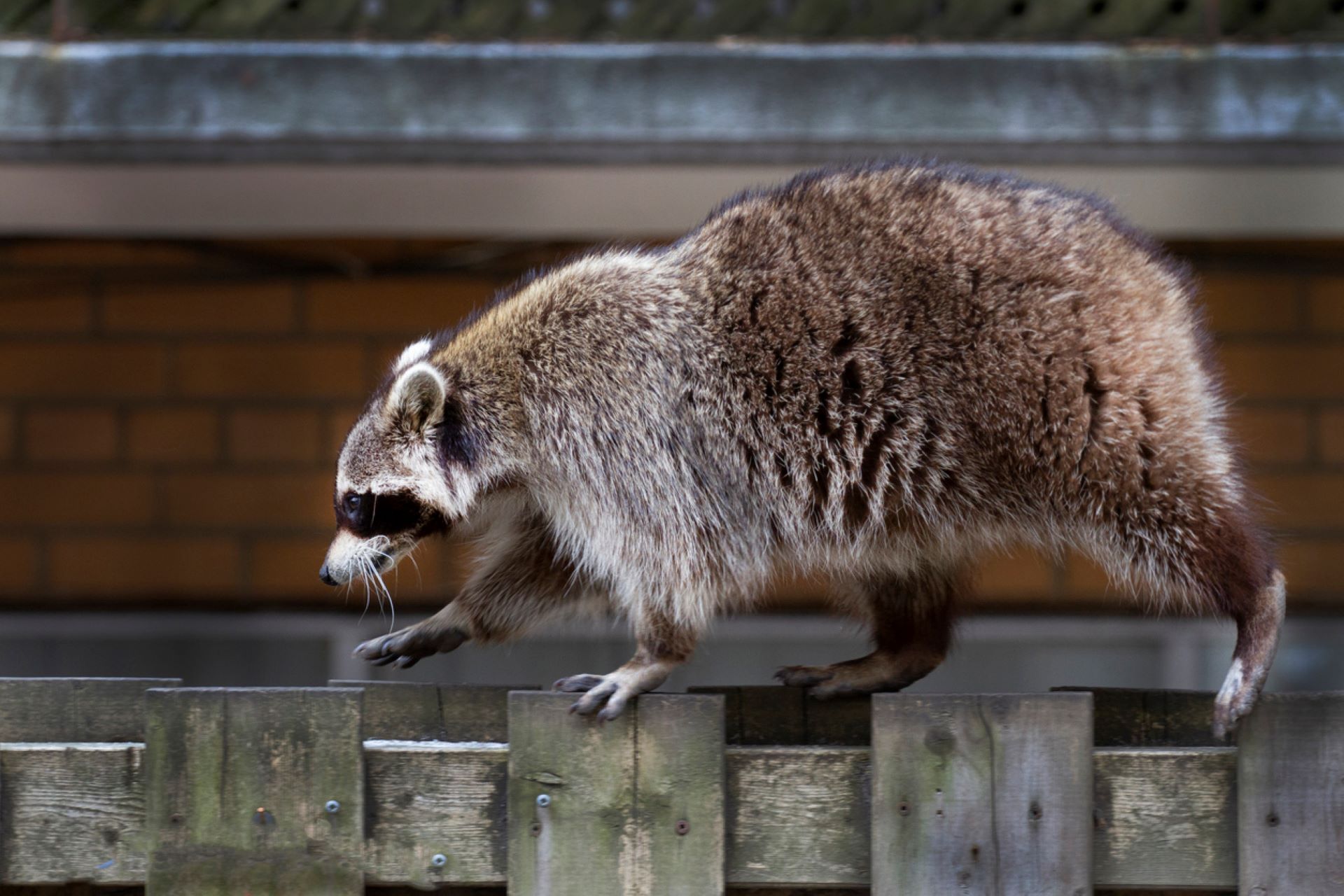 In addition to making life more difficult for native animals, urban sprawl can lead to air and water pollution and deforestation.