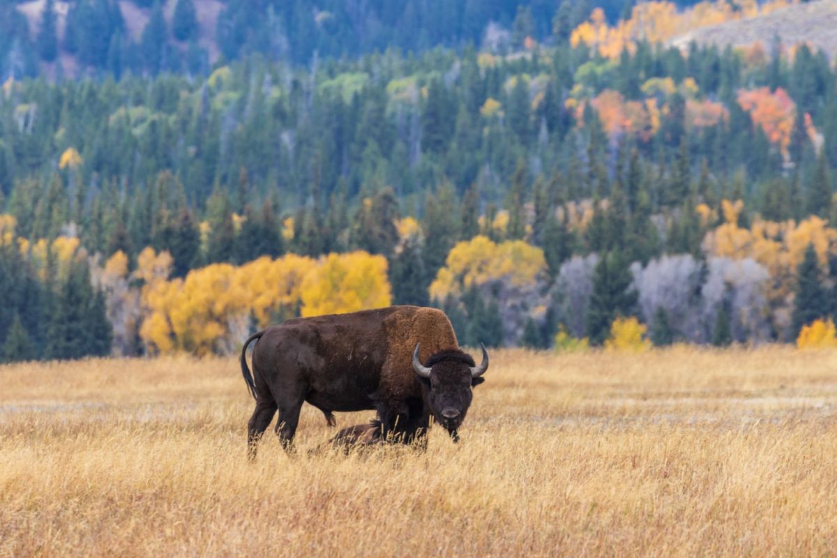 "The owners need to be permanently banned from all National Parks!"