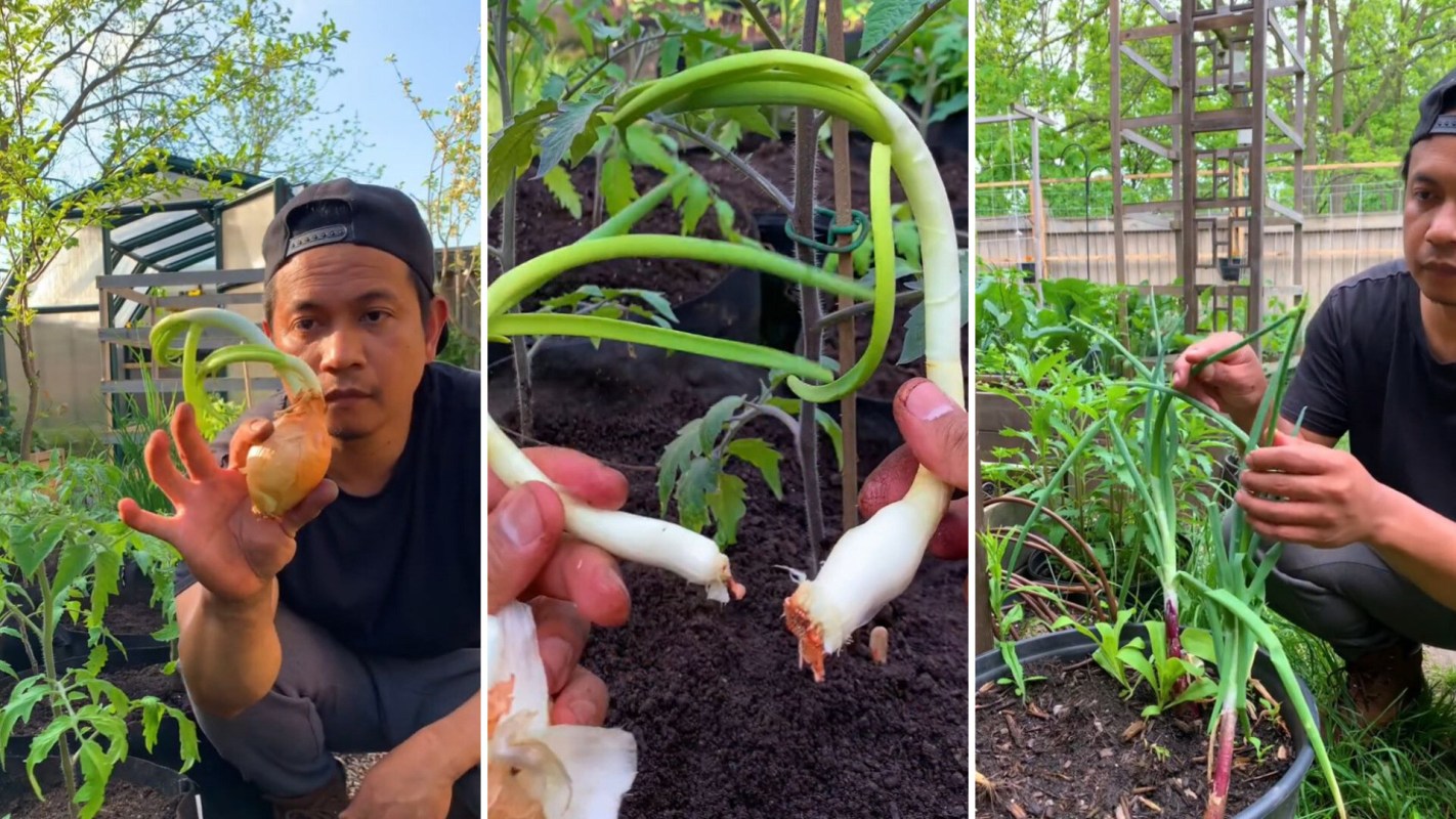 "Onions make a great companion plant to tomatoes."