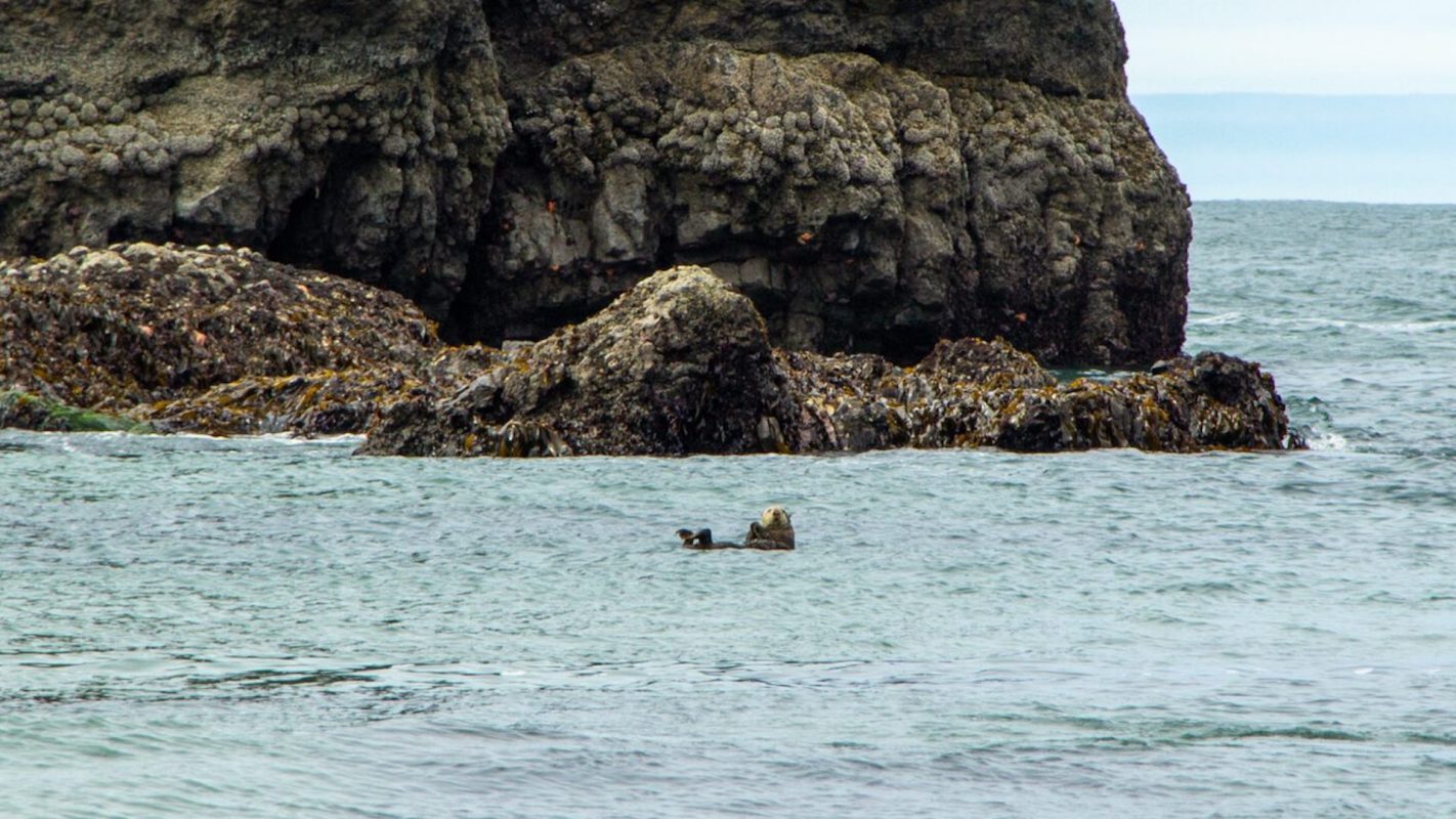 "It highlights the resilience of sea otters and the potential for their return to the Oregon coast."