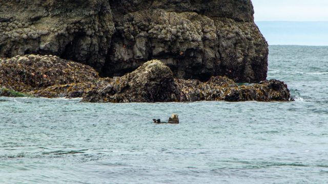 "It highlights the resilience of sea otters and the potential for their return to the Oregon coast."