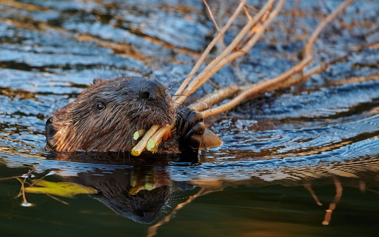 "Frankly, we're not as good at it as beavers."