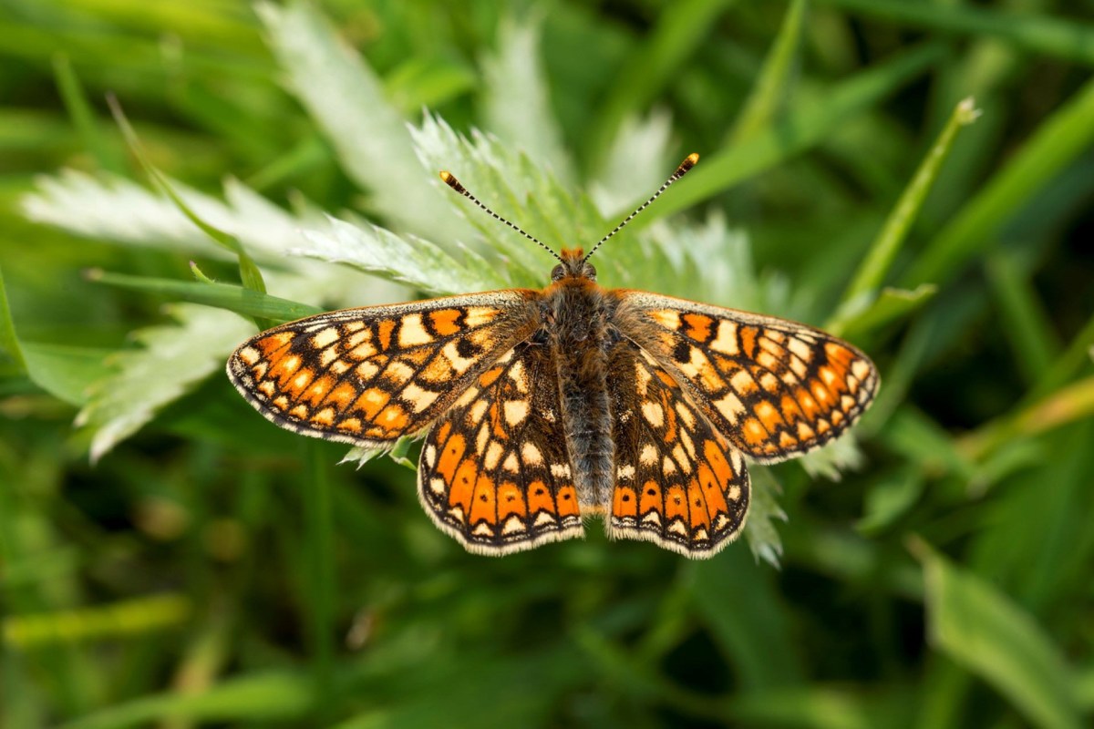 "It’s about getting more habitat in the landscape."