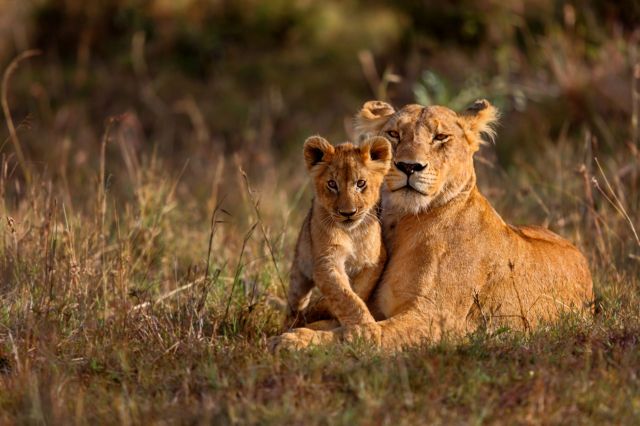 "It has been a joy and a privilege to watch the animals adapt to their new home."