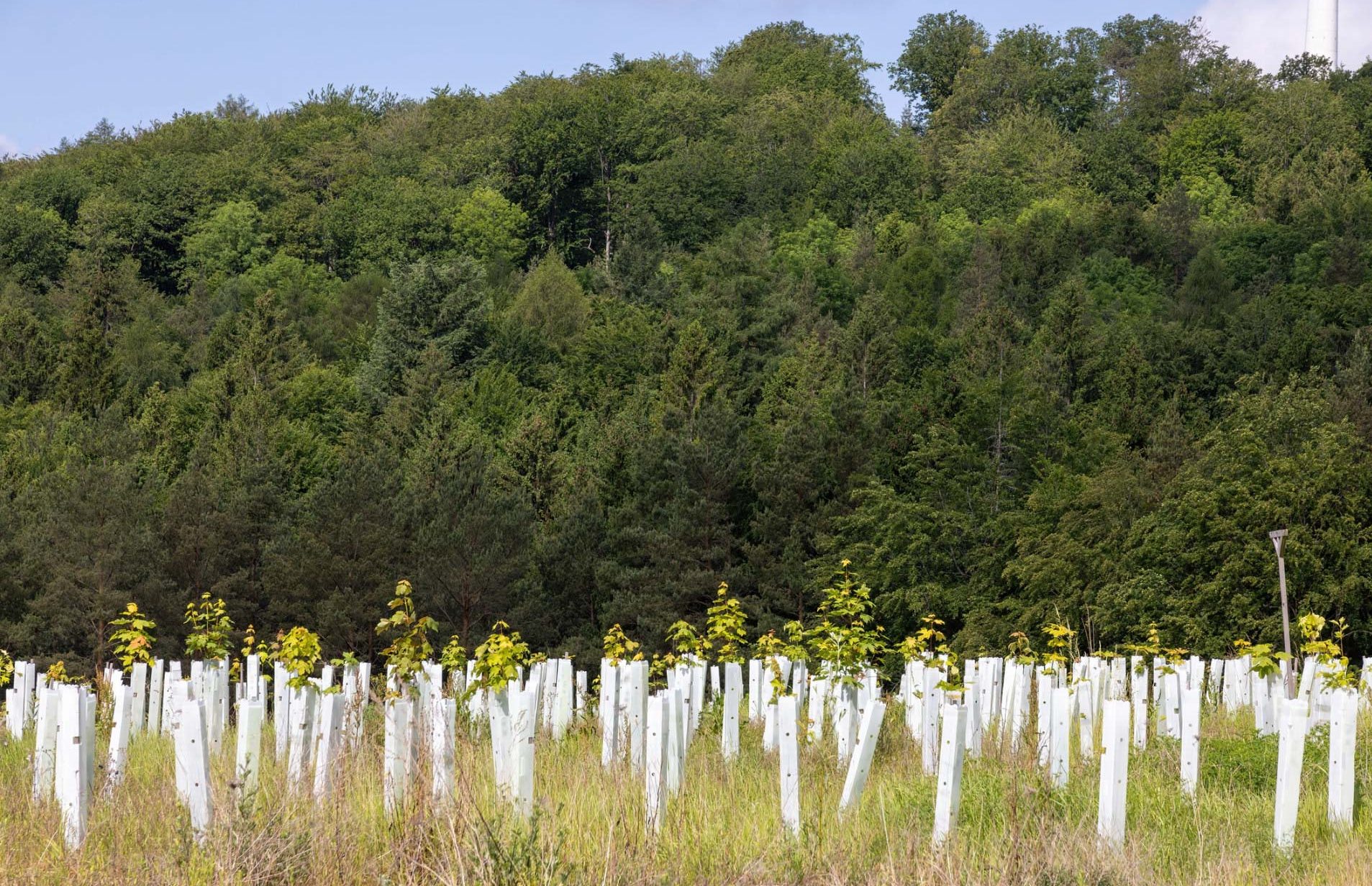 This should help promote biodiversity, mitigate polluting gases in the atmosphere, and reduce soil erosion.