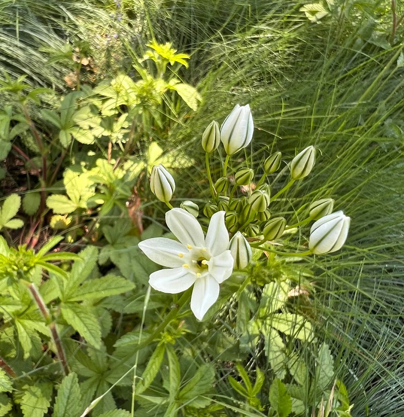 Adding native plants to a garden does more than add beauty.