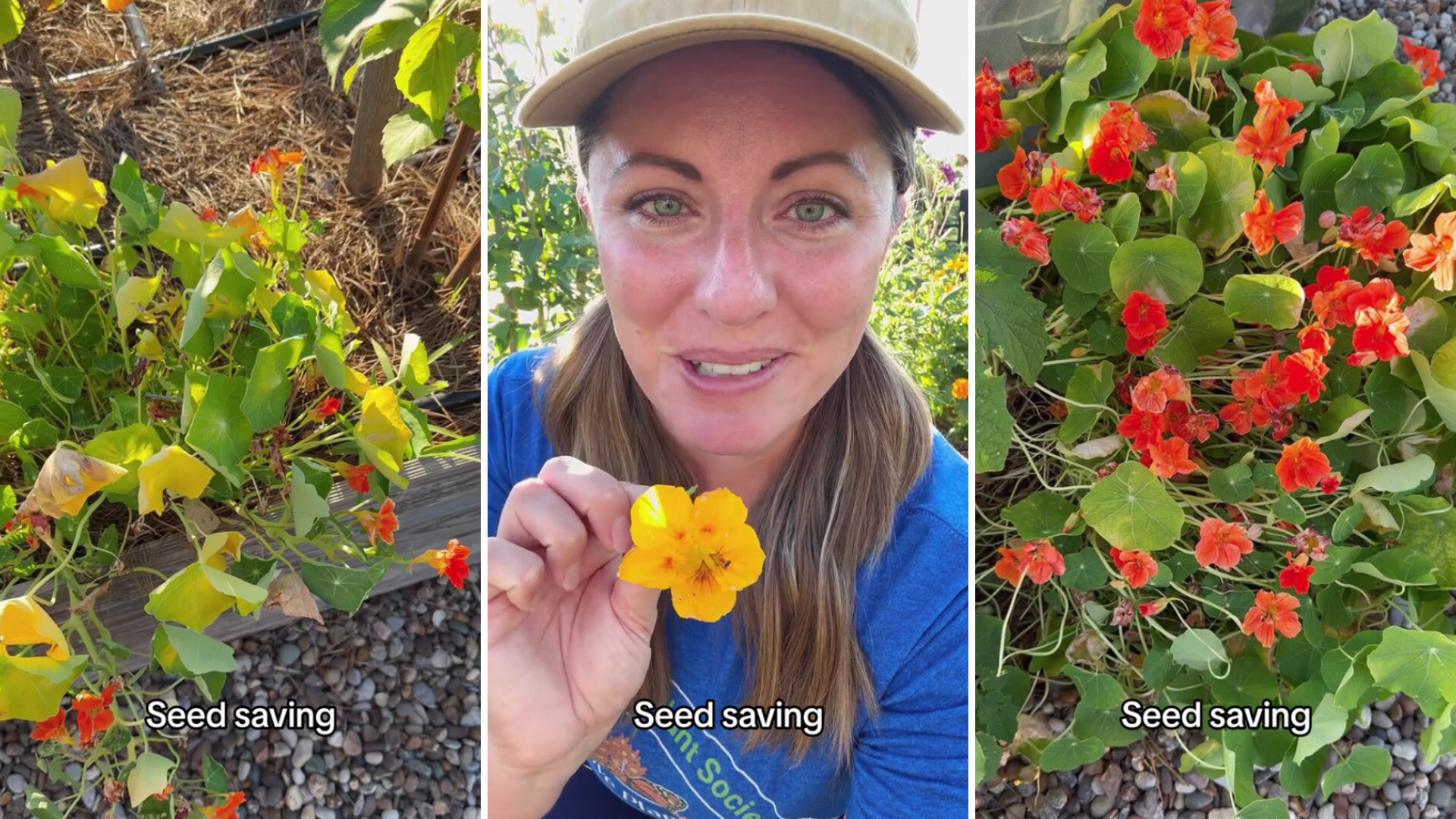 "I grow as much Nasturtium as I can."