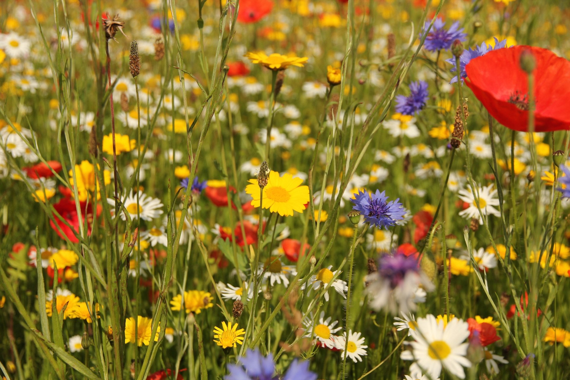 "It is a lovely planting. Well done."