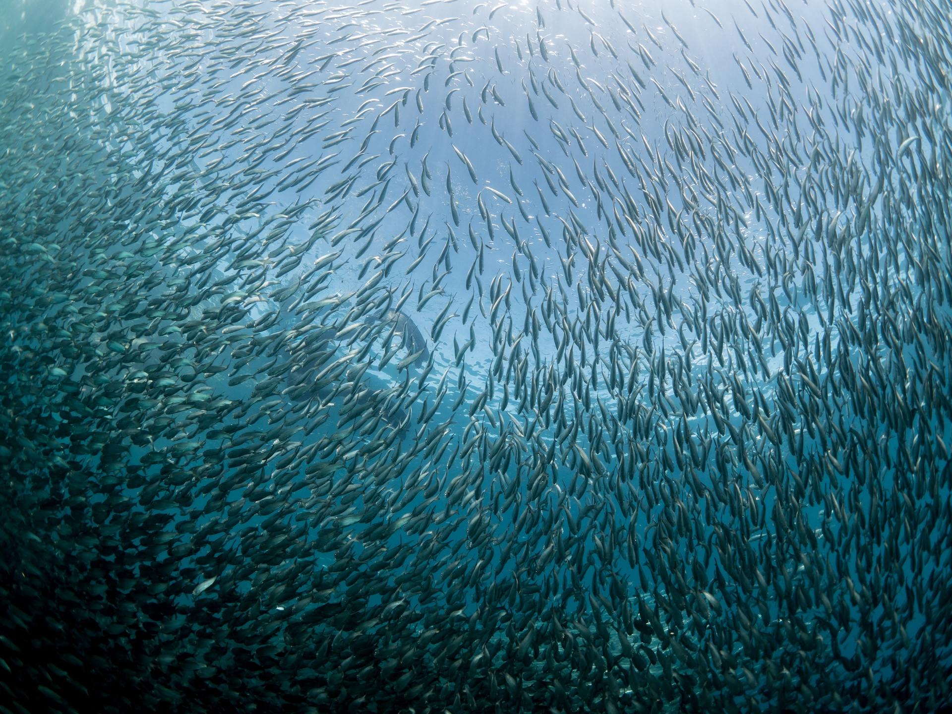 By snipping away at strands in the food web, massive shifts in feeding patterns will creep up the food chain — all the way to humans.