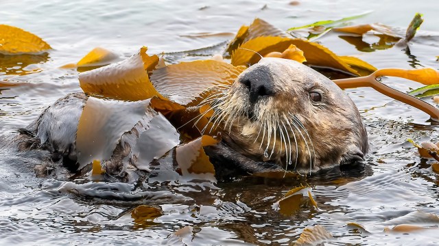 The data could provide valuable input for future sustainability work in our oceans.